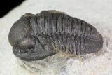 Bargain, Gerastos Trilobite Fossil - Morocco #69108-1